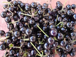 100 Seeds Garden Huckleberry Heirloom Seeds R API D Growth Garden Ready - $8.35