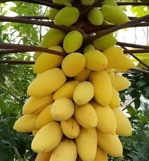 Mini Potted Golden Papaya 26 Seeds Fast Shipping - £11.04 GBP