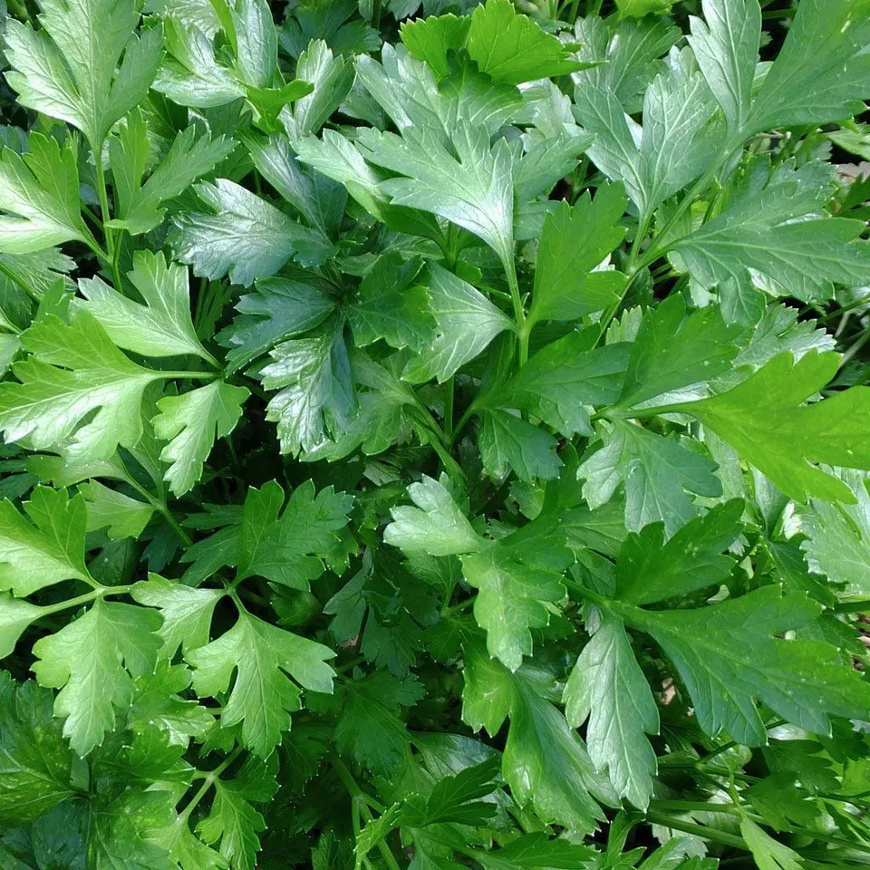 TISS 500 Italian Giant Parsley Seeds Heirloom Flatleaf Parsley  Garden S... - $8.67