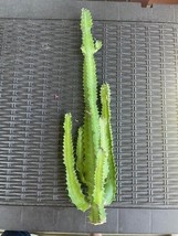 ONE UNROOTED MULTI-BRANCHED CATHEDRAL CACTUS/AFRICAN MILK TREE CUTTING - $24.75