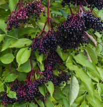 Started Root Plants 2 American Elderberry Shrubs/Bushes Sambucus canadensis - £63.86 GBP