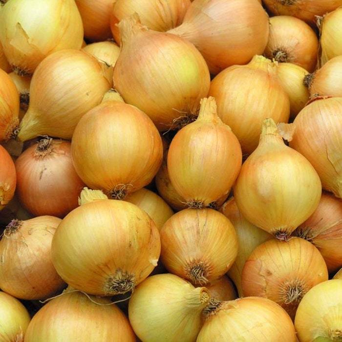 Onion Seeds Sweet Yellow Spanish Vegetable Gardening Fresh USA Shipping - $18.96