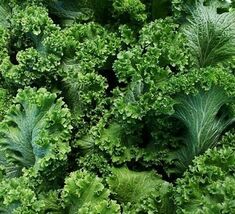 Fresh Southern Giant Curled Mustard Seeds 500+  - $4.00