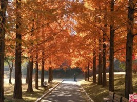 USA Dawn Redwood Tree Metasequoia Glyptostroboides Conifer 20 Seeds - £8.25 GBP