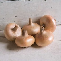 250 Gold Coin Onion Seed Specialty Onion Fresh Seeds Fast Shipping - £10.57 GBP