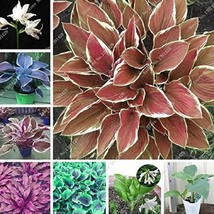 premium hosta seed Stunning Hosta Seeds: Deep Red and Blue-Green Foliage... - €6,98 EUR