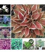 premium hosta seed Stunning Hosta Seeds: Deep Red and Blue-Green Foliage... - $10.93 CAD