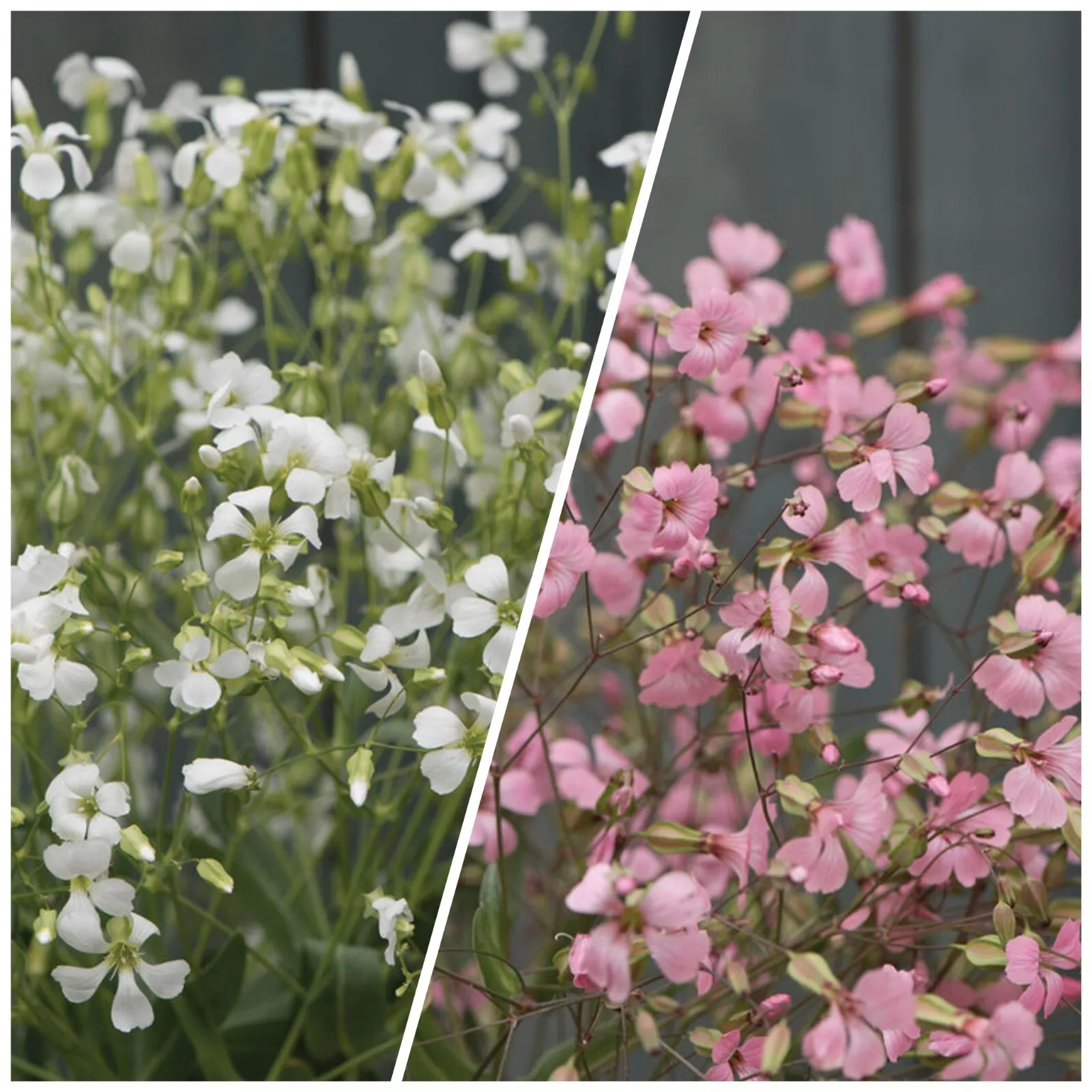 40 Seeds Saponaria Beauty Mix - £7.86 GBP