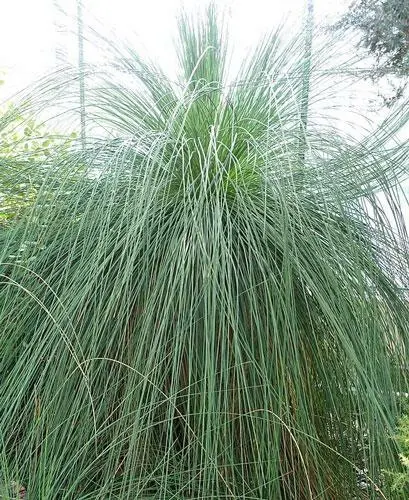 Xanthorrhoea Preissii Balga Western Australian Grass Tree 10 Seeds Fresh Garden - £19.24 GBP