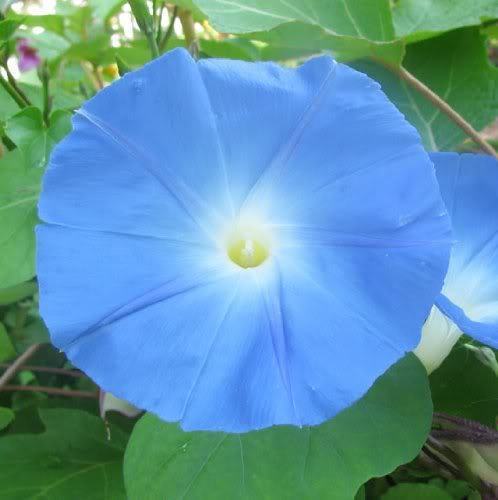 150 Heavenly Blue Morning Glory ‏Seeds - $6.95