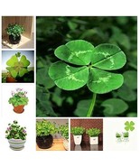 100 Pcs Bag Four Leaf Clover Trifolium Repens Mixed Dutch Clover &amp; Potte... - $20.55 CAD