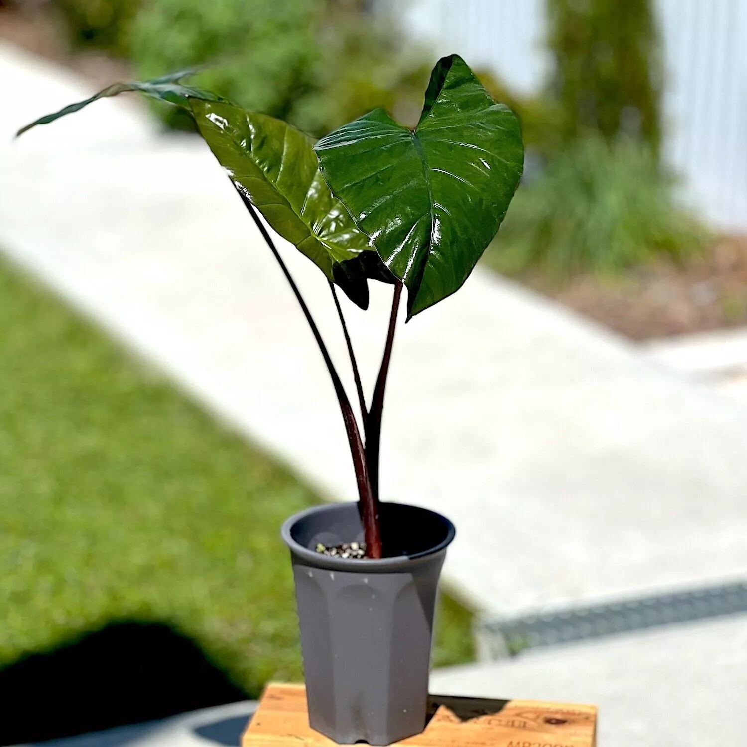 Item image 1