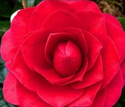 5 Seeds Camellia Flores Potted Plants Seeds Red Double Flowers Beautiful - $7.11