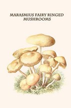 Marasmius Fairy Ringed Mushrooms By Edmund Michael - Art Print - £17.32 GBP+
