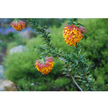 Liparia splendens Flower Seeds Mountain Dahlia Flowering Plant Seeds - $8.99