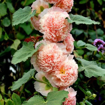 Chaters Double Salmon Hollyhock Flower 50 Seeds US Seller - £6.29 GBP