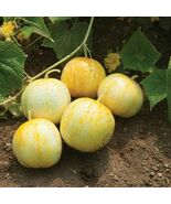 Lemon Cucumber Seeds Budamkaya Burpless - $4.47