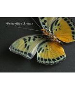 Ghana Ceres Euphaedra Ignota Rare Real Butterfly Framed Entomology Shado... - $125.35 CAD