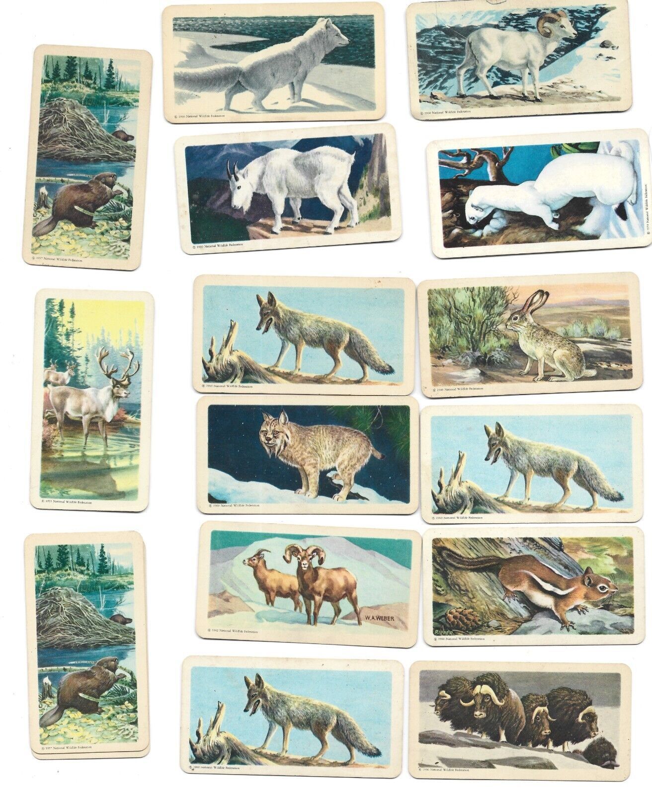30 Assorted Brooke Bond Cards-Animals of North America-Red Rose Tea - $30.00