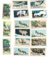 30 Assorted Brooke Bond Cards-Animals of North America-Red Rose Tea - €26,05 EUR