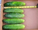 50 Seeds Straight 8&quot;&quot; Pickles Cucumber Seeds Organic Vegetable Garden Pa... - £7.22 GBP