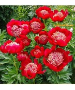 20 Seeds Walter Mains Tree Peony, Rare Garden Flower Red Paeonia Suffrut... - $30.00