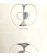 Scott&#39;s Winter And Antonooka Apples Cross Section Victorian 1887 Art Pri... - $454.76 MXN