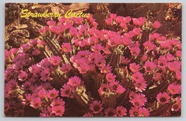 Beautiful Strawberry Cactus Bloom Pink Flowers Petley Studios Vintage Postcard - £5.33 GBP