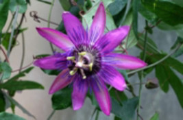 Passiflora &quot;Amethyst&quot; Passion flower vine, 10-16 inches long - $336.98 MXN
