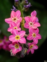 50 Seeds Rose Colored Chinese Forgetmenot Cynoglosum Grow Fast Use Heirloom Gard - $8.35