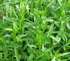 THJAR 1000+Tarragon Seeds RussianTarragon Dragon Wort Perennial Garden Herb - £3.55 GBP