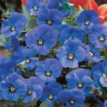 FG 30 + Viola Cornuta Blu Grande Fiorito Fiore Semi/Paralume Perenne - £12.37 GBP