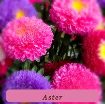 Aster Flower Seeds 600+ Strong Plant Powder Puff China Mix Colorful Annu... - $62.56 MXN