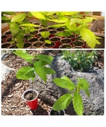 Dunstan Hybrid American Chestnut Seedling 12 to 18 Inches Tall Tree - $155.00