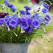 200 Fresh Seeds Cornflower Dwarf Jubilee Gem Blue - £9.27 GBP
