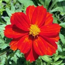 100 Pcs Red Sulphur Cosmos Flower Seeds #MNSS - £11.87 GBP