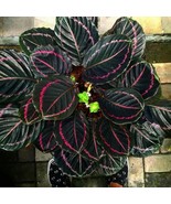 25 Pcs Dottie Calathea Seeds for Garden Planting - $10.99