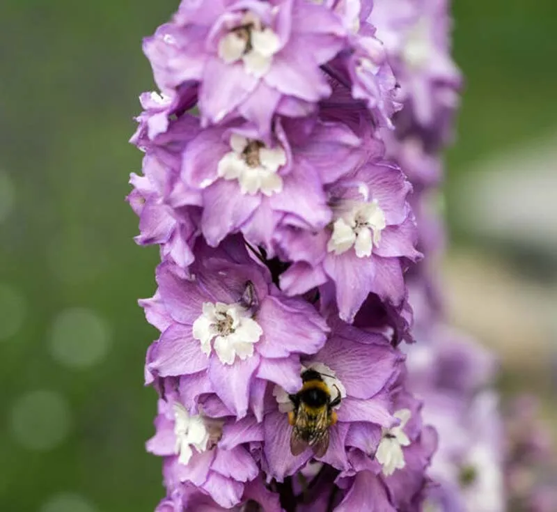 TISSS 25 Delphinium Magic Fountains Cherry Blossom Seeds USA Seller - £7.40 GBP