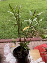 Milkweed Plant Asclepias curassavica In 1 Gallon Pot - £11.67 GBP