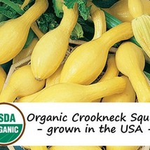 20 Organic Early Summer Crookneck Squash Vegetable Seeds Fresh Gardening... - $9.98