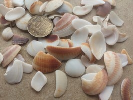 70 Mix shell parts 10 to 27 mm Beach Collected from Israel READ DESCRIPTION - £2.74 GBP