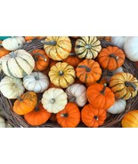 Mini Mix Pumpkin Seeds Blend Tiger/White/Jack Be Little/Red Spot/Baby Bo... - $2.59+