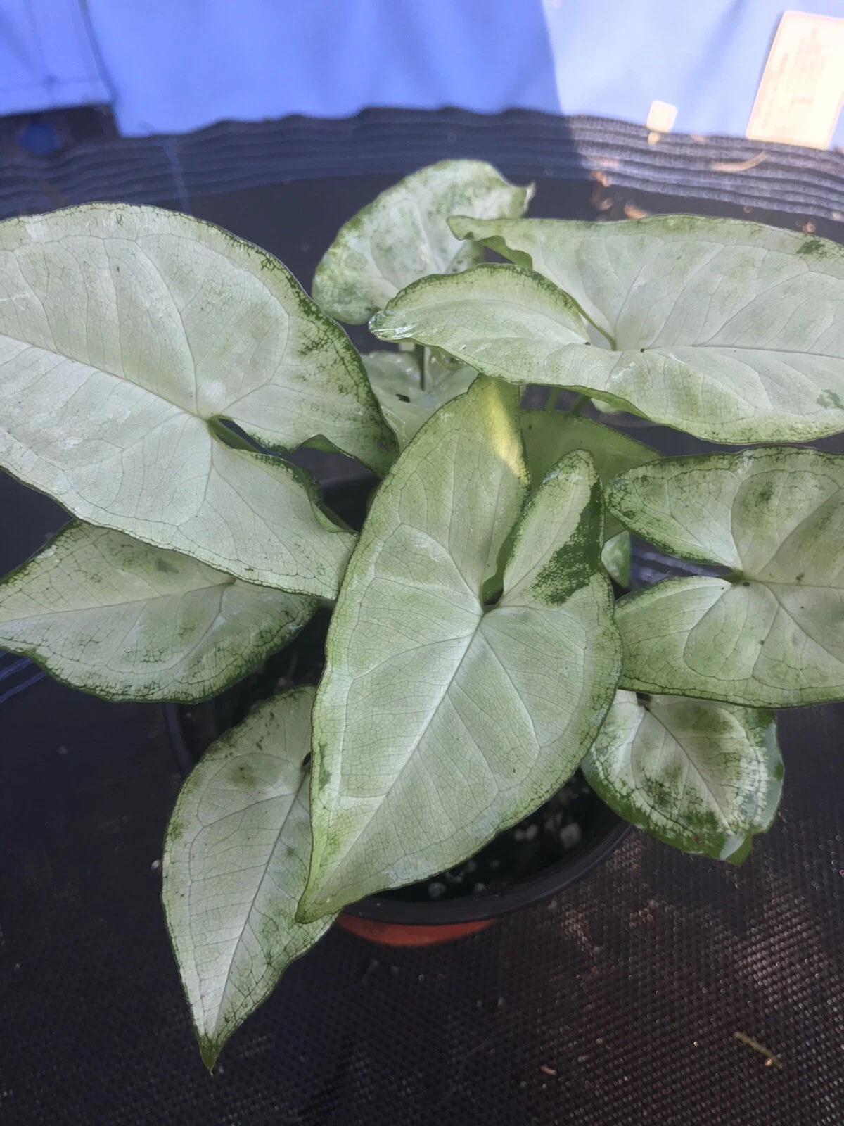 2plants of  Syngonium Arrowhead Vining Rare Tropical House Plant White - $35.63