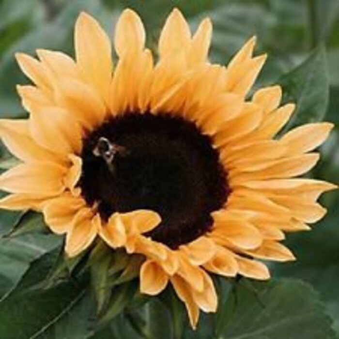 25-peach-passion-sunflower-helianthus-flower-seeds-long-lasting-annual