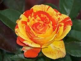 Orange white roses seeds - 20 seeds - code 807 Item image 2
