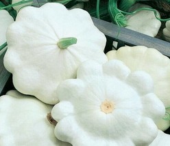 ArfanJaya Squash Early White Scallop Patty Pan Bush 10 Organic Seeds Hei... - £6.32 GBP