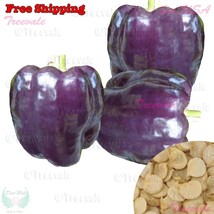 KKG Purple Bell Purple Beauty Purple Sweet Bell Fresh Garden - $7.89