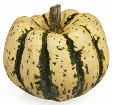 25 Seeds Sweet Dumpling Squash Delicata Cucurbita Maxima Vegetable - £13.16 GBP