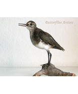 Solitary Sandpiper Actitis Hypoleucos Taxidermy Stuffed Bird Scientific ... - $4,542.64 MXN