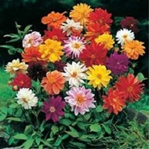 New Fresh Seeds 50 Dahlia Seeds Unwin Bedding Mix Flower Seeds USA Seller - $24.00